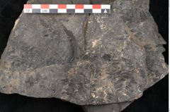 Foto (Detailansicht) von Palissya podocarpoides Ettingshausen (NHMW-GEO-2024-0188-10308)